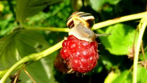 Preview wallpaper raspberries, snail, berry, close-up