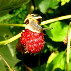 Preview wallpaper raspberries, snail, berry, close-up