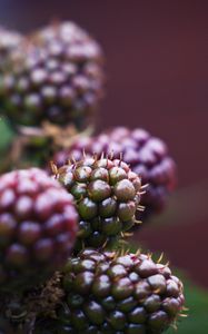 Preview wallpaper raspberry, berries, macro, blur