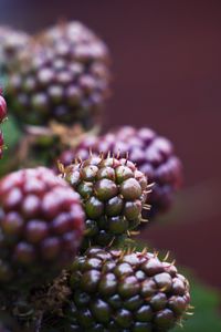 Preview wallpaper raspberry, berries, macro, blur