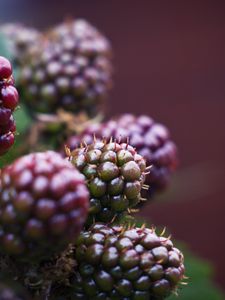 Preview wallpaper raspberry, berries, macro, blur