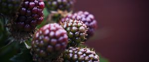 Preview wallpaper raspberry, berries, macro, blur