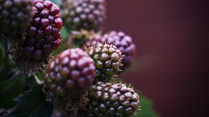 Preview wallpaper raspberry, berries, macro, blur