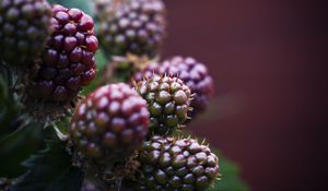 Preview wallpaper raspberry, berries, macro, blur