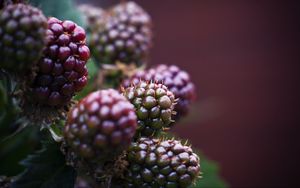 Preview wallpaper raspberry, berries, macro, blur