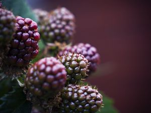 Preview wallpaper raspberry, berries, macro, blur