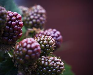 Preview wallpaper raspberry, berries, macro, blur