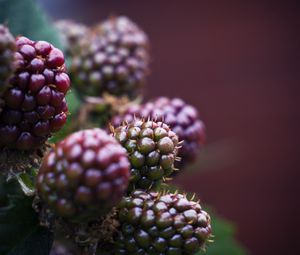 Preview wallpaper raspberry, berries, macro, blur