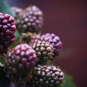 Preview wallpaper raspberry, berries, macro, blur