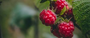 Preview wallpaper raspberry, berries, macro, fruit, plant