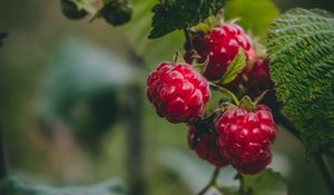 Preview wallpaper raspberry, berries, macro, fruit, plant