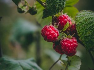 Preview wallpaper raspberry, berries, macro, fruit, plant