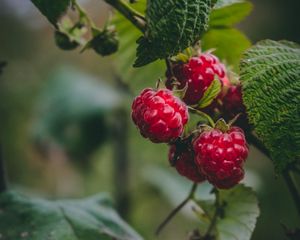 Preview wallpaper raspberry, berries, macro, fruit, plant