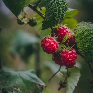 Preview wallpaper raspberry, berries, macro, fruit, plant