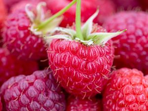 Preview wallpaper raspberry, berries, ripe, juicy, close-up