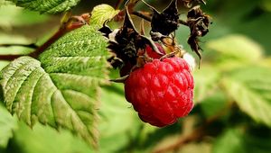 Preview wallpaper raspberry, berry, branch, leaves