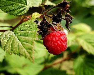 Preview wallpaper raspberry, berry, branch, leaves