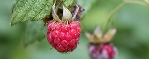 Preview wallpaper raspberry, berry, branch, leaves, macro