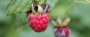 Preview wallpaper raspberry, berry, branch, leaves, macro