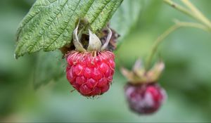 Preview wallpaper raspberry, berry, branch, leaves, macro