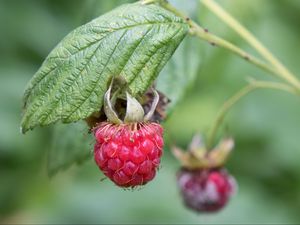 Preview wallpaper raspberry, berry, branch, leaves, macro