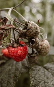 Preview wallpaper raspberry, berry, bush