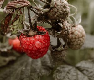 Preview wallpaper raspberry, berry, bush