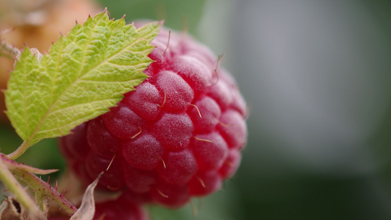 Wallpaper raspberry, berry, leaf, macro, red