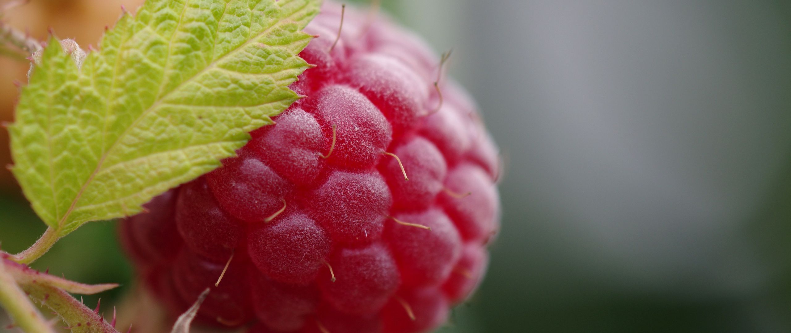 Download wallpaper 2560x1080 raspberry, berry, leaf, macro, red dual