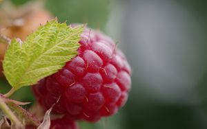 Preview wallpaper raspberry, berry, leaf, macro, red