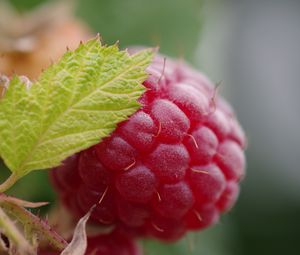 Preview wallpaper raspberry, berry, leaf, macro, red