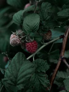 Preview wallpaper raspberry, berry, leaves, branch