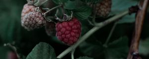 Preview wallpaper raspberry, berry, leaves, branch