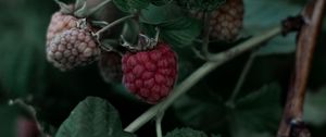 Preview wallpaper raspberry, berry, leaves, branch