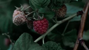 Preview wallpaper raspberry, berry, leaves, branch