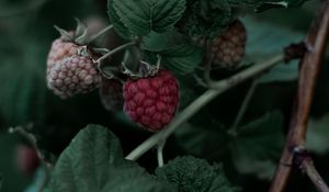 Preview wallpaper raspberry, berry, leaves, branch