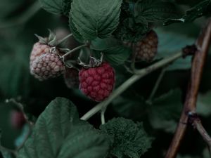 Preview wallpaper raspberry, berry, leaves, branch