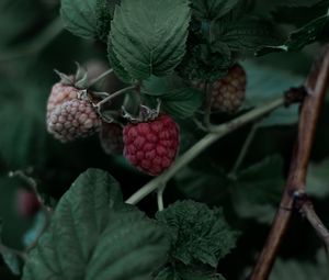 Preview wallpaper raspberry, berry, leaves, branch