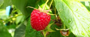 Preview wallpaper raspberry, berry, leaves, branch, macro