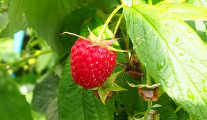 Preview wallpaper raspberry, berry, leaves, branch, macro