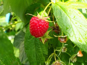 Preview wallpaper raspberry, berry, leaves, branch, macro