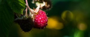 Preview wallpaper raspberry, berry, light, macro