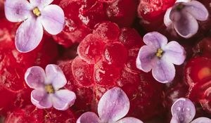 Preview wallpaper raspberry, berry, lilac, petals