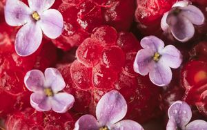 Preview wallpaper raspberry, berry, lilac, petals