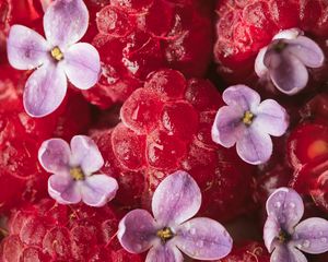 Preview wallpaper raspberry, berry, lilac, petals
