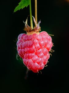 Preview wallpaper raspberry, berry, macro