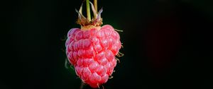 Preview wallpaper raspberry, berry, macro