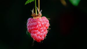 Preview wallpaper raspberry, berry, macro