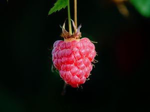 Preview wallpaper raspberry, berry, macro