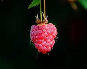 Preview wallpaper raspberry, berry, macro